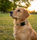 AirTag Dog Collar – Reflective & Adjustable